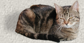 unsere Kitty